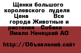 Щенки большого (королевского) пуделя › Цена ­ 25 000 - Все города Животные и растения » Собаки   . Ямало-Ненецкий АО